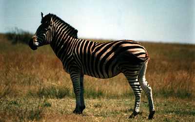 Solitary zebra